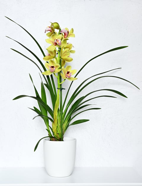 Maceta blanca con hermosa orquídea Cymbidium amarilla